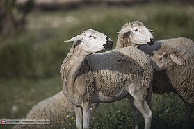 Sheeps Life