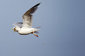 Seagull lunch break